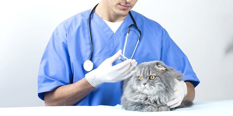予防獣医学のイメージ画像