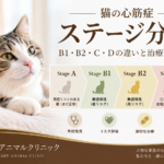 猫の心筋症のStage A・B1・B2・C・Dの違いと治療の考え方
