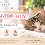 猫の肥大型心筋症（HCM）の治療・呼吸数・心不全・血栓症について解説