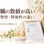 猫と血液検査結果、腎臓の模型を配した、腎前性・腎性・腎後性の違いを解説する記事のアイキャッチ