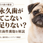 パグと「犬の永久歯が生えてこない・歯が足りない？」の見出し。埋伏歯と含歯性嚢胞、歯科用レントゲンによる確認を案内する画像。