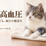 タオルの上で休む灰白の猫の前足に小さなカフを巻き、血圧を測定する説明用画像。「猫の高血圧」「症状がなくても、血圧の確認を」と記載。