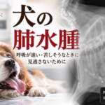呼吸が苦しそうな犬のイメージと、肺水腫と診断された犬の実際の胸部X線画像を使用したアイキャッチ