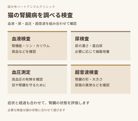 猫の腎臓病の診断に用いる血液検査、尿検査、血圧測定、超音波検査の役割。症状と経過を合わせ、猫の状態に応じて検査を選びます。