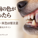 紫灰色に変色した犬の上顎犬歯のイメージ。歯の色の変化と歯髄炎・歯髄壊死についての案内。