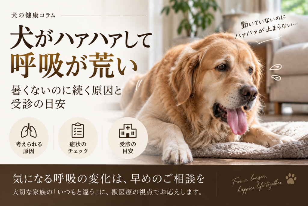 安静な室内で苦しそうにハァハァと呼吸している犬。暑くないのに呼吸が荒いときの原因と受診目安を解説する画像