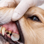 犬の歯に付着した歯石を確認する口腔診察のイメージ